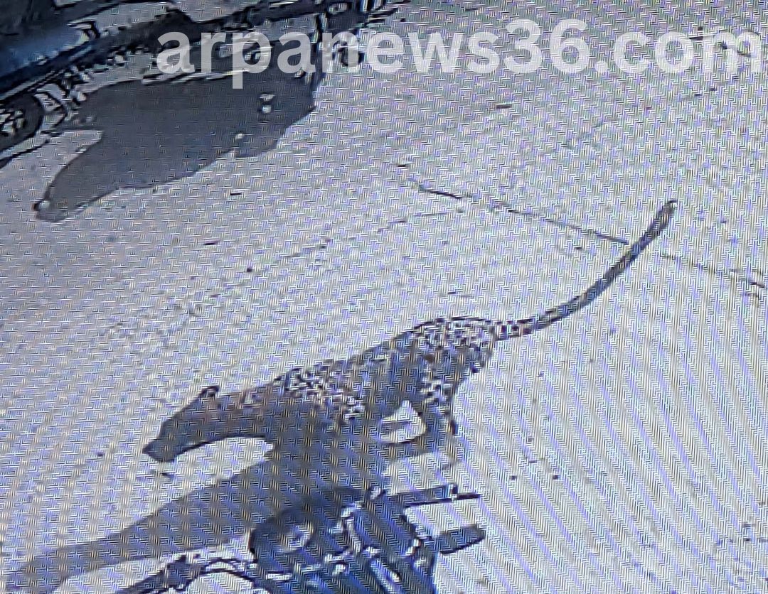 chhattisgarh news arpa news