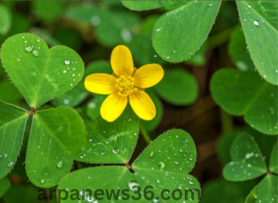 arpa news chhattisgarh news