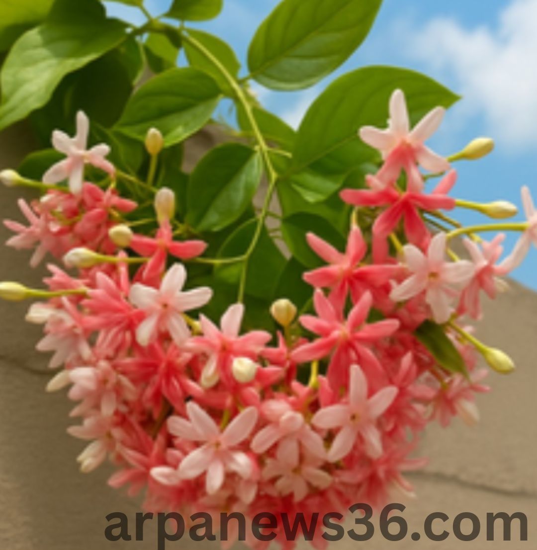 arpa news chhattisgarh news