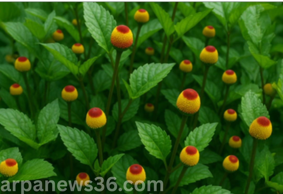 arpa news chhattisgarh news