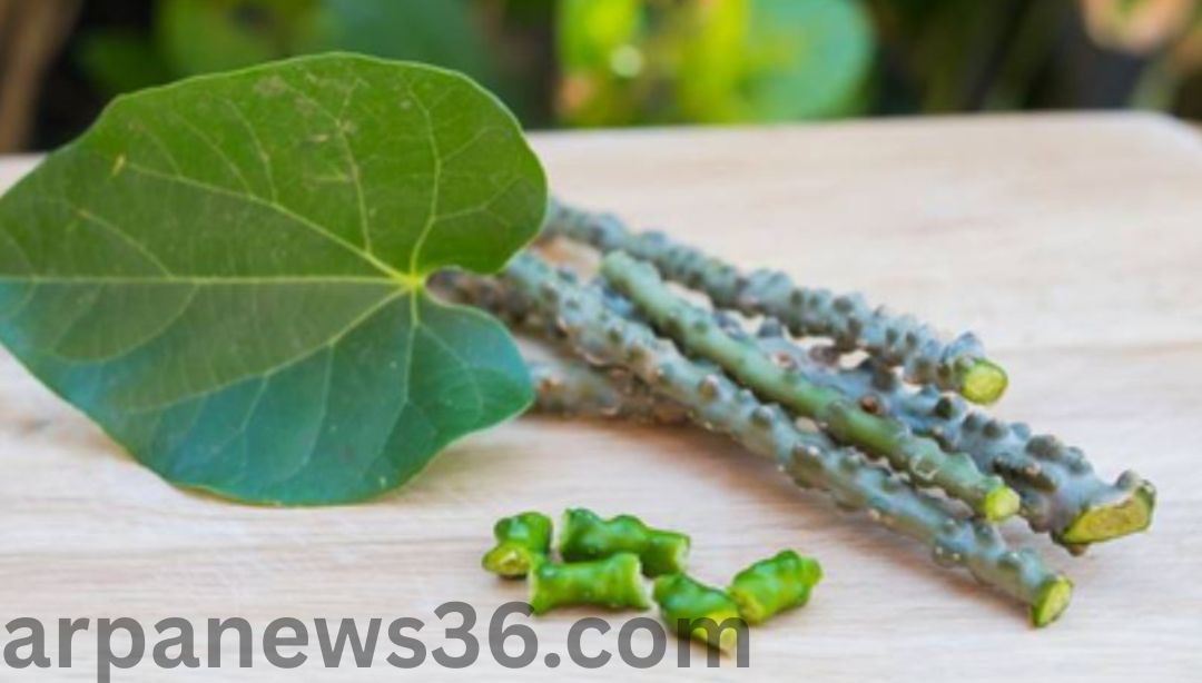 arpa news chhattisgarh news