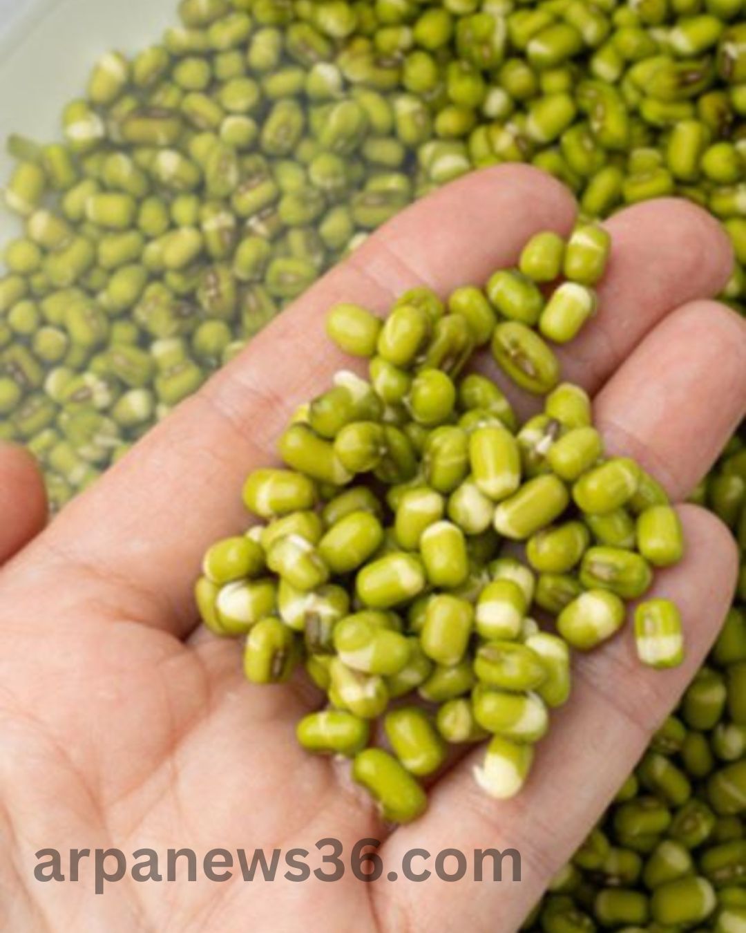 arpa news chhattisgarh news