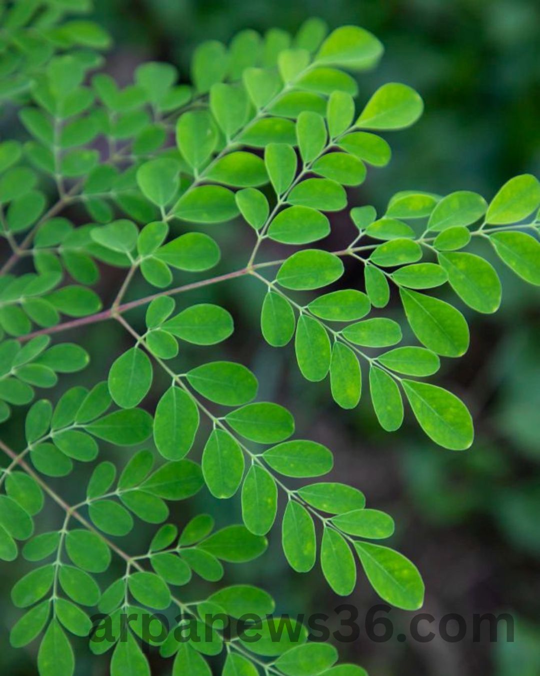 arpa news chhattisgarh news