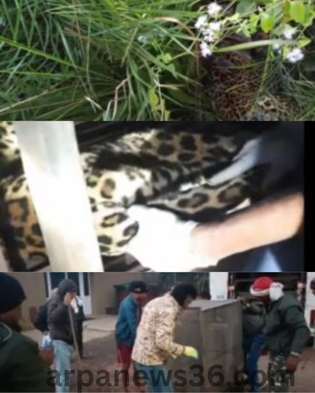 arpa news chhattisgarh news