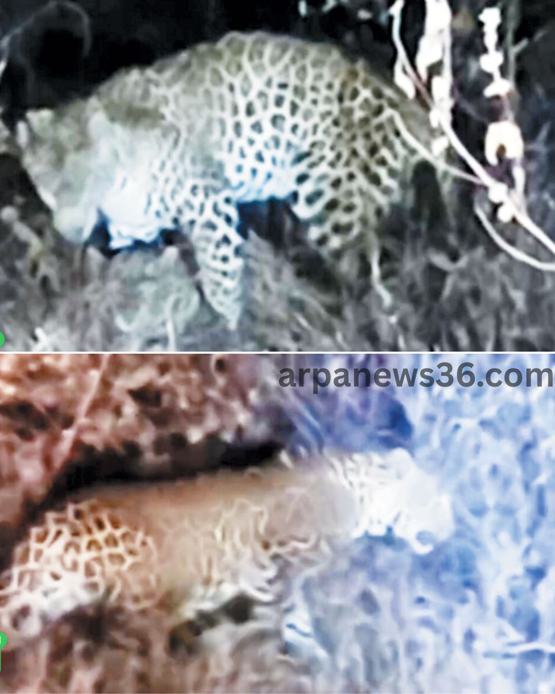 सीतानदी टाइगर रिजर्व में तेंदुए का जोड़ा दिखा, कैमरे में कैद हुई दुर्लभ झलक