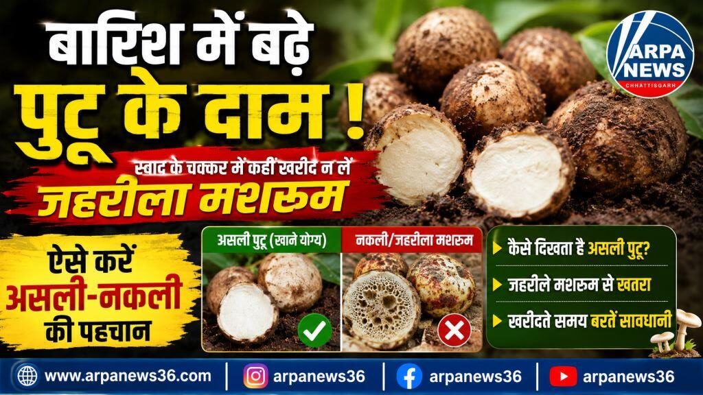 बारिश में महंगा हुआ पुटू, स्वाद के लालच में न खरीदें जहरीला मशरूम, ऐसे करें सही पहचान